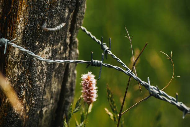 Landscape, nature, flower and macro photography