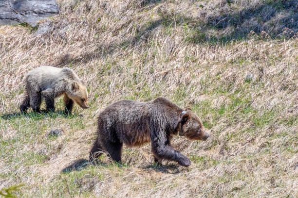 istock Grizzly bear and her cub walk through grassy meadow 1324110769