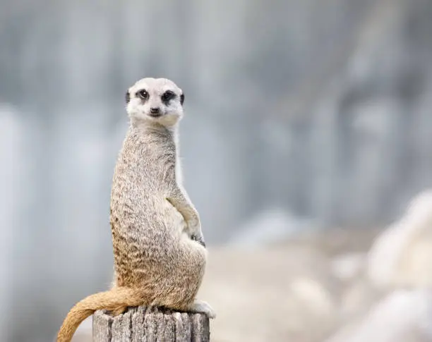 Meerkat