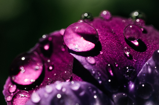 Landscape, nature, flower and macro photography