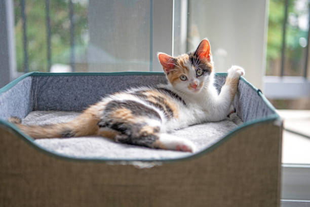 Adorable calico kitten stretched out in the sun on a grey cube Portrait of kitty looking at the camera. dog bed stock pictures, royalty-free photos & images