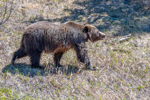 istock Female grizzly bear walks through grassy meadow 1324111412