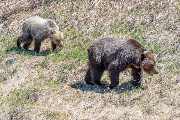 istock Grizzly bear and her cub walk through grassy meadow 1324111413