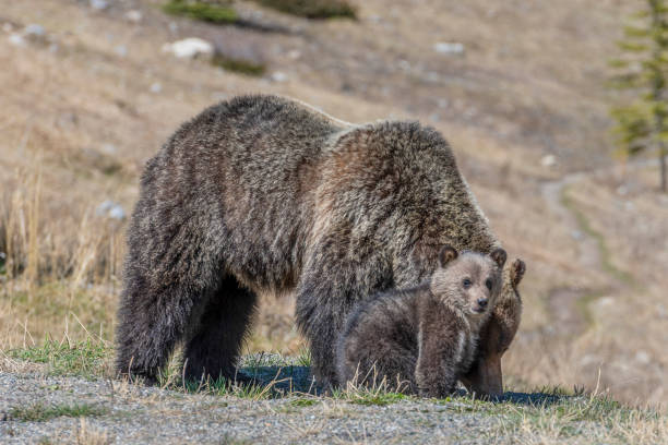 istock Grizzly bear and her cub walk through grassy meadow 1324111529
