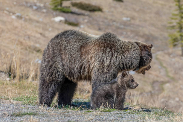 istock Grizzly bear and her cub walk through grassy meadow 1324111530