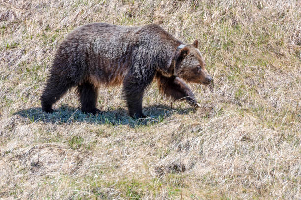istock Female grizzly bear walks through grassy meadow 1324111534