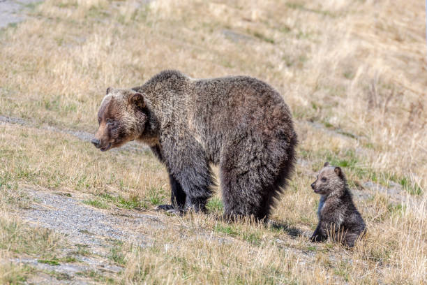 istock Grizzly bear and her cub walk through grassy meadow 1324111643