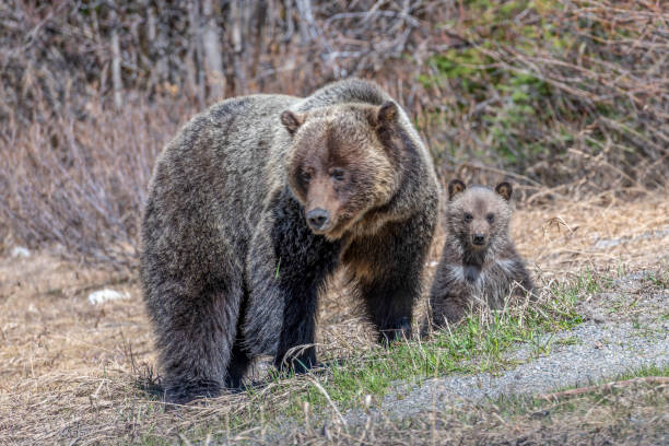 istock Grizzly bear and her cub walk through grassy meadow 1324111650
