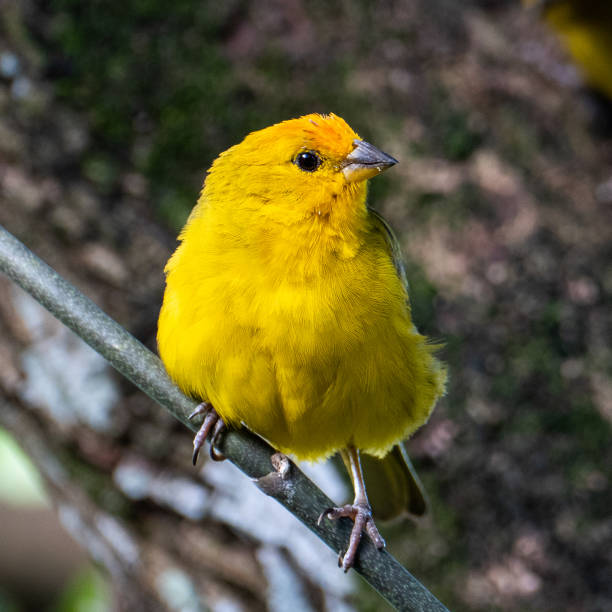istock Atlantic Canary, a small Brazilian wild bird. 1324117755