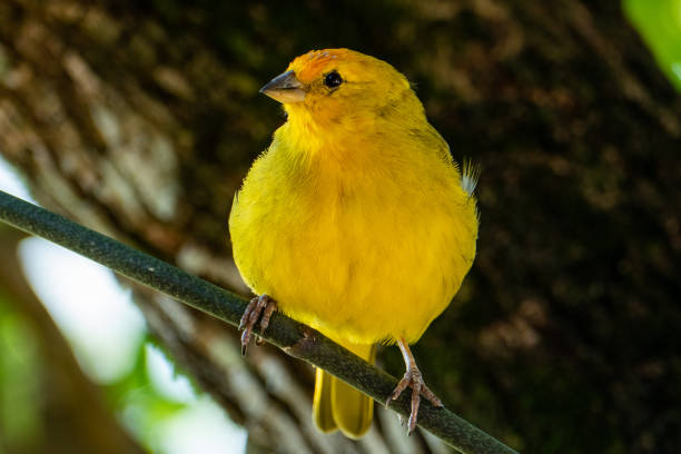 istock Atlantic Canary, a small Brazilian wild bird. 1324117809