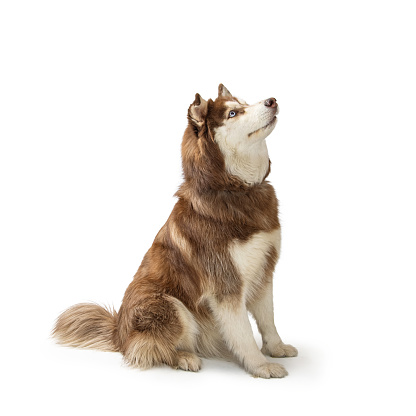 Large Alaskan Malamute dog sitting on white background facing side and looking up with attentive expression
