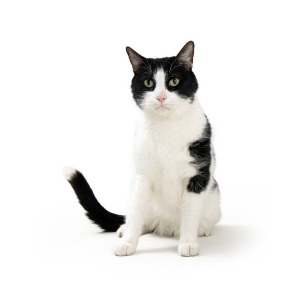 istock Black and White Domestic Cat Sitting 1324117860