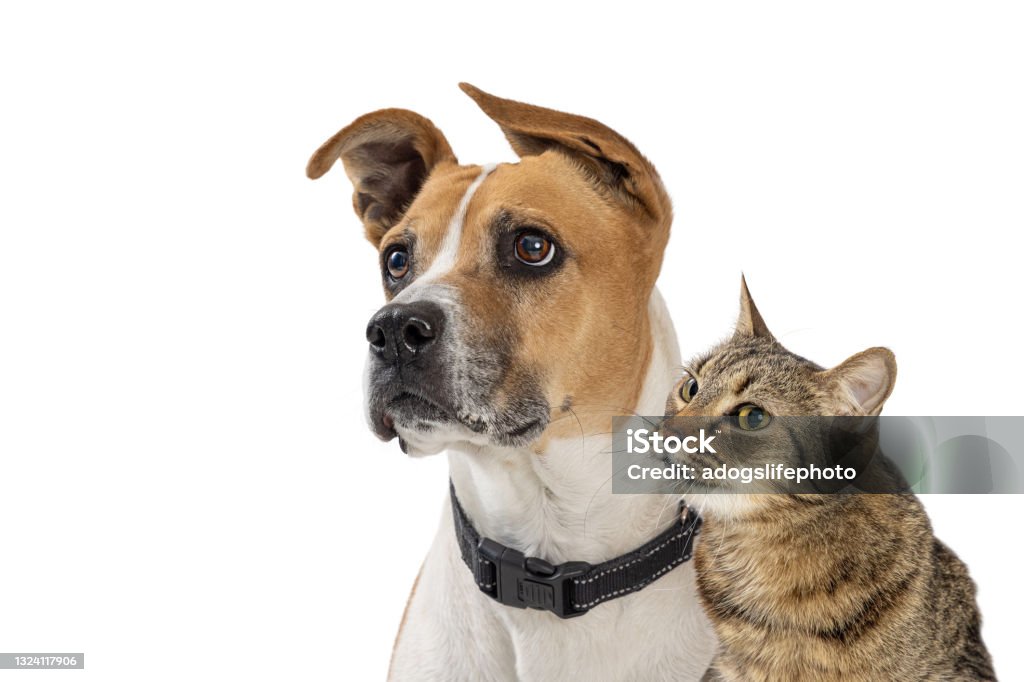 Attentive Dog and Cat Looking Up in Same Direction Closeup of pet dog and cat together looking in same direction with focused attentive expressions over white background Dog Stock Photo