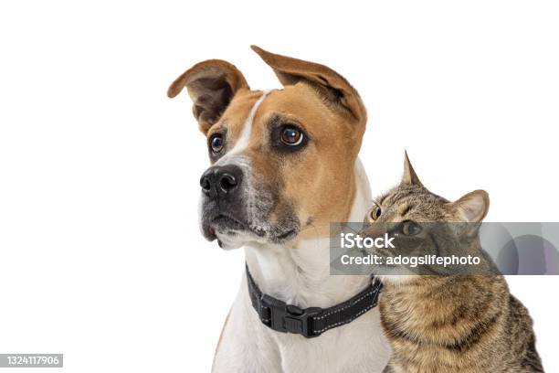 Attentive Dog And Cat Looking Up In Same Direction Stock Photo - Download Image Now - Dog, Domestic Cat, White Background