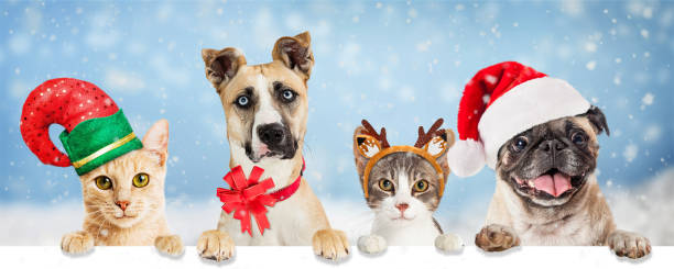 istock Christmas Holiday Dogs and Cats Over Web Banner 1324117949