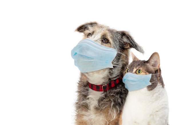 istock Closeup Cat and Dog Wearing Protective Face Masks 1324118025