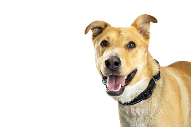 istock Closeup Happy Smiling Yellow Shepherd Crossbreed Dog 1324118091