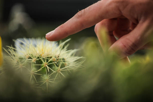 dotykanie kolczasty kaktus , ryzyko , problemy - cactus thorns zdjęcia i obrazy z banku zdjęć