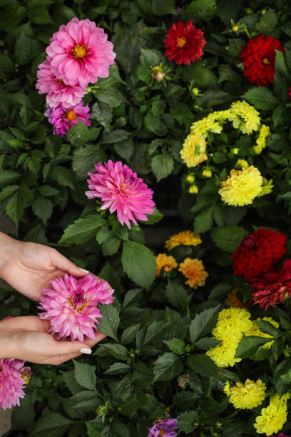 istock Touching The Flowers, Gardener , Greenhouse 1324118861