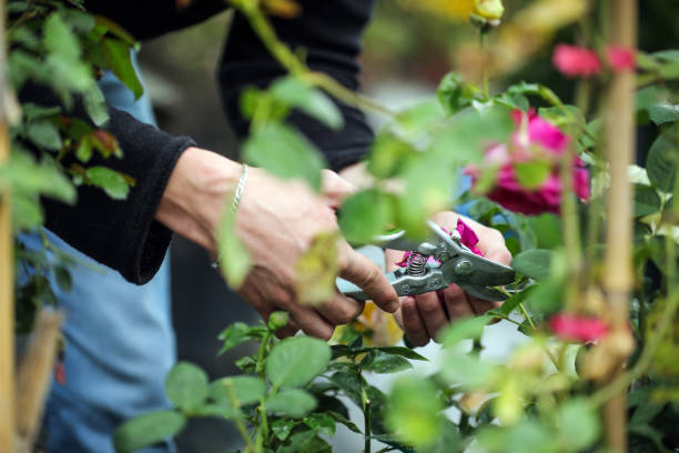 istock Touching The Flowers, Gardener , Greenhouse 1324118988