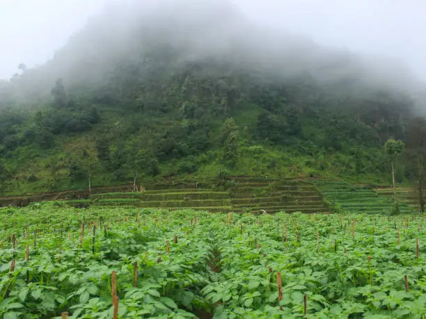 Photo of The beauty of the farm fields in the countryside in the morning, with the mist and the backdrop of the forest and the mountains are enchanting.