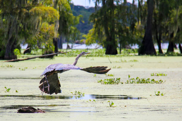 istock Blue Heron Flies Low Over Louisiana Swamp 1324121399