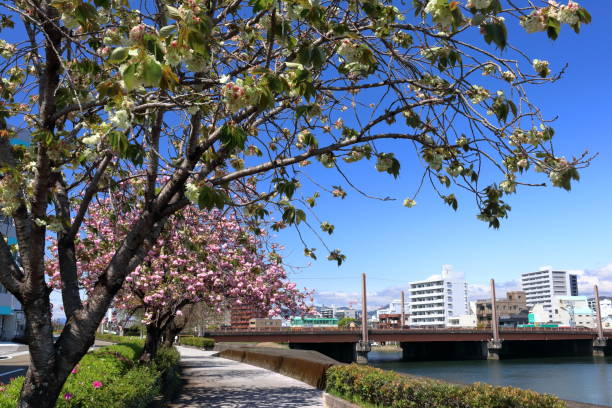 istock Kagami River embankment,The arrival of spring(Kochi City, Kochi Prefecture) 1324121930