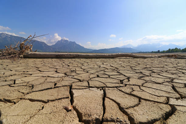 the dried up lake forggensee in allgäu. a tree trunk on the bottom of a dried lake - germany reservoir water tree imagens e fotografias de stock