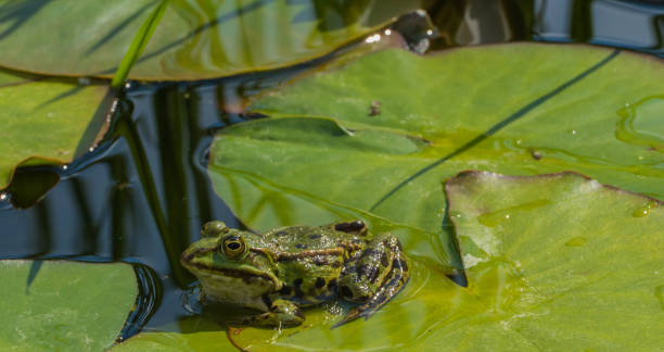 istock Green Frog sitting on Lotus Leaves 1324122051