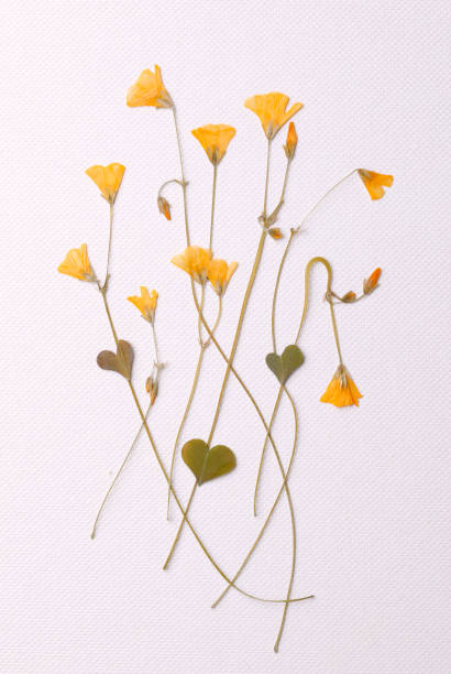 istock Yellow wild dried flower 1324122222