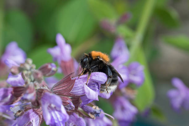 istock Tree Bumblebee (bombus hypnorum) on sage flowers in a garden 1324122916