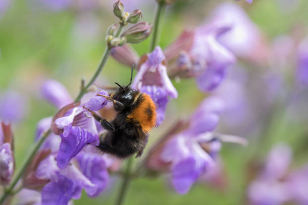istock Tree Bumblebee (bombus hypnorum) on sage flowers in a garden 1324122918