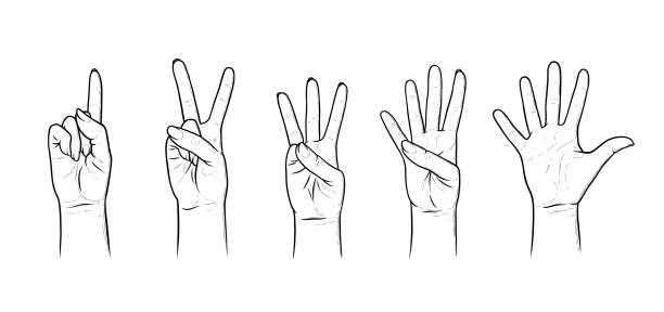 ilustraciones, imágenes clip art, dibujos animados e iconos de stock de gestos para contar del uno al cinco. conjunto de gestos de la mano que muestran números. ilustración vectorial aislada en fondo blanco - peace sign counting child human finger