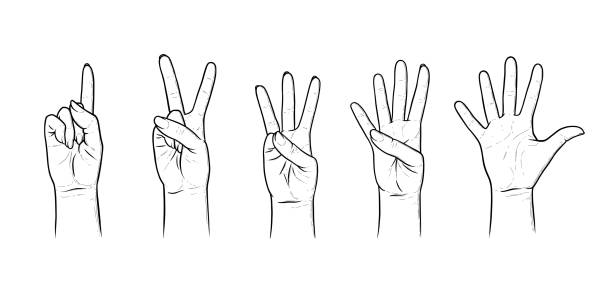 ilustrações, clipart, desenhos animados e ícones de gestos para contar de um a cinco. um conjunto de gestos manuais mostrando números. ilustração vetorial isolada em fundo branco - hand sign human hand sign language three fingers