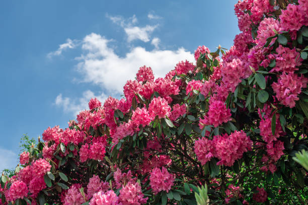 istock Pink Rhododendron in Beautiful Garden 1324124306