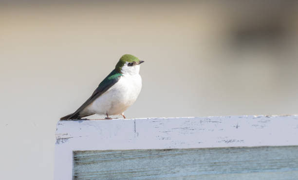 istock A Violet-green Swallow in Alaska 1324124684