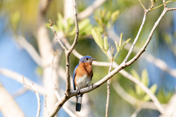 istock Male bright bluebird Sialia sialis perches on a tree 1324125547