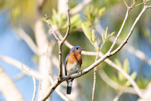 istock Male bright bluebird Sialia sialis perches on a tree 1324125576