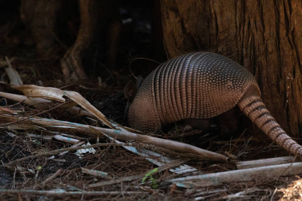 istock Foraging nine-banded armadillo Dasypus novemcinctus 1324125610