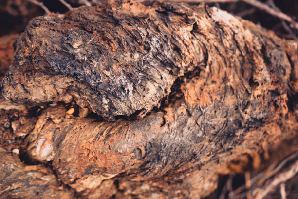 istock Lava rock detail 1324125648