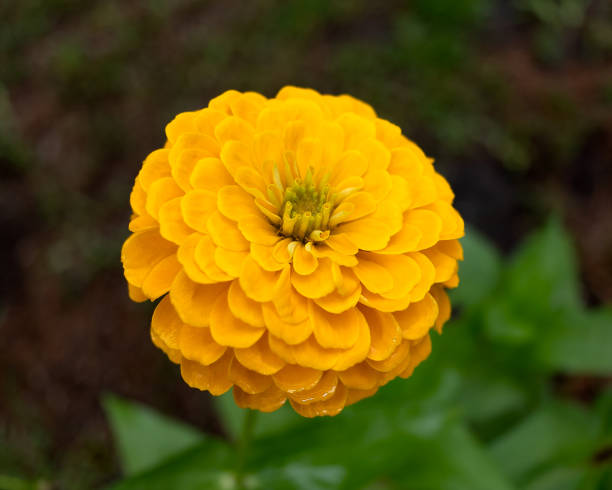 istock Yellow Zinnia Flower 1324125657