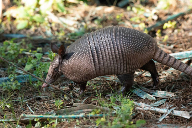 istock Foraging nine-banded armadillo Dasypus novemcinctus 1324125673