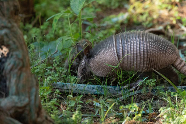 istock Foraging nine-banded armadillo Dasypus novemcinctus 1324125728