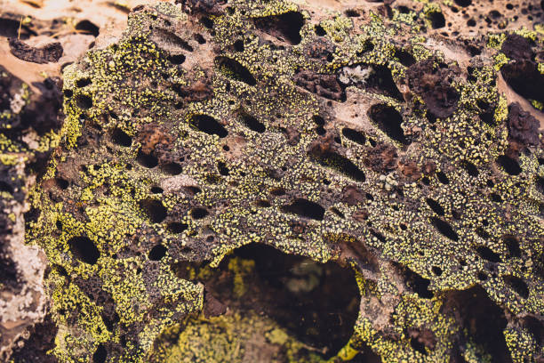 istock Lichen growing on lava rock 1324125804