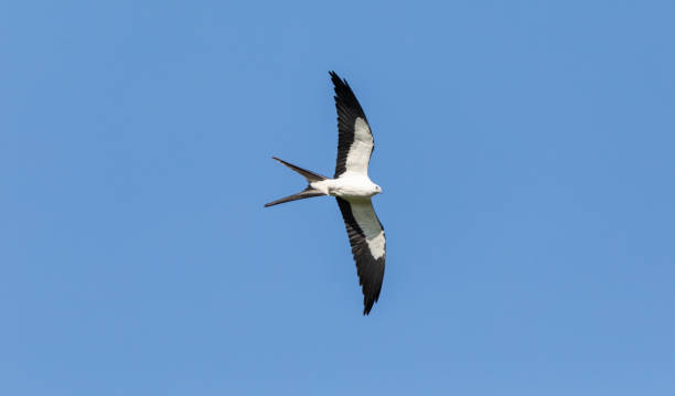 istock Swallow tailed kite Elanoides forficatus bird 1324126387