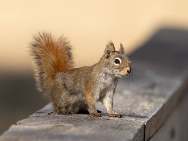 istock American red squirrel in Alaska 1324128408