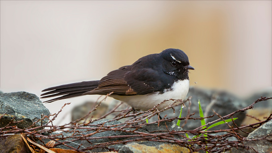 Small black and white fantail bird foraging on the ground