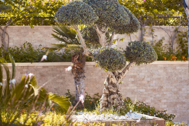 istock Environmental art: decorative tropical tree with sunlight. Decorative arrangements: exotic plants. travel and resort concept 1324129010