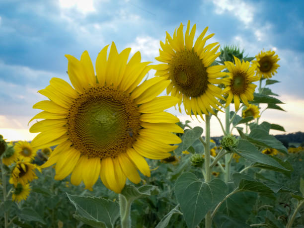 istock Sunflower field against sunset sky 1324130187