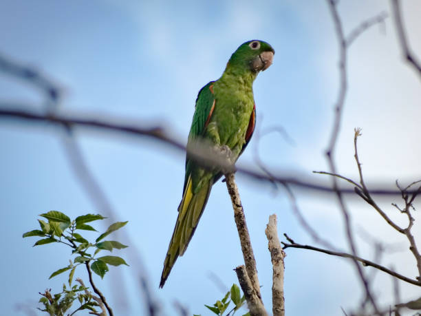 istock Pionus parrot perching on a branch of a tree 1324130263